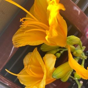 Meet your Posher, Jesi